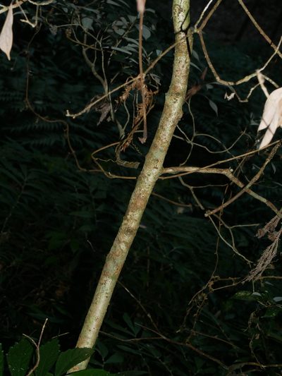 Machilus konishii, photographed by Jacy Chen