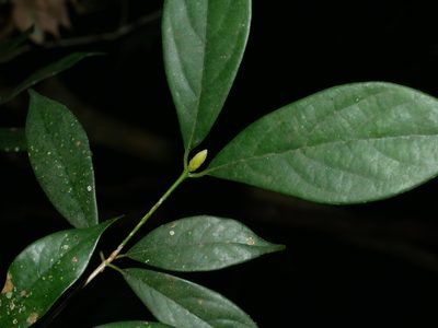 Machilus konishii, photographed by Jacy Chen