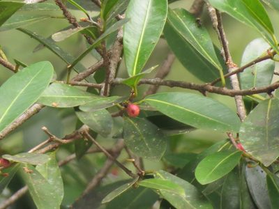Ficus americana, photographed by Francisco Emilio Roldán Velasco