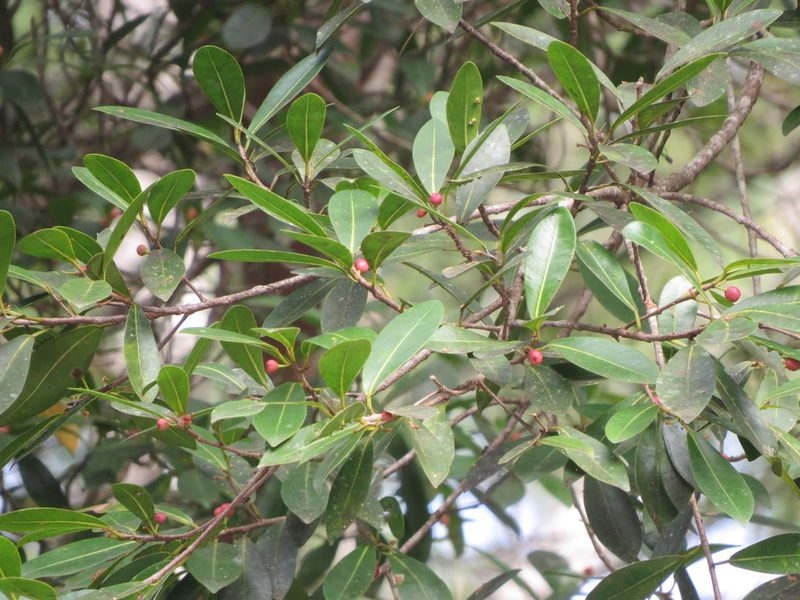 Ficus americana, photographed by Francisco Emilio Roldán Velasco