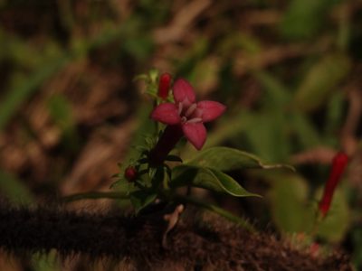 Manettia reclinata, photographed by Yves Bas