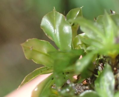 Rhodobryum commersonii, photographed by Nicola van Berkel