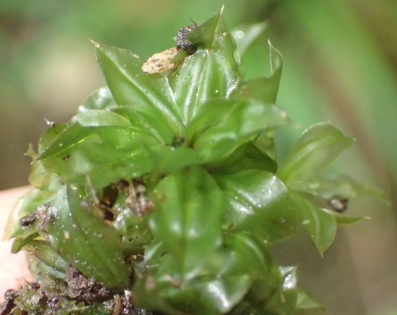 Rhodobryum commersonii, photographed by Nicola van Berkel