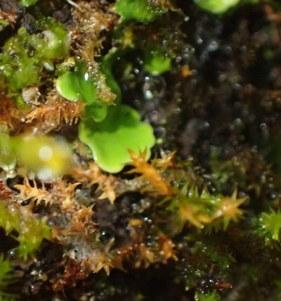Macrocoma pulchella, photographed by Nicola van Berkel