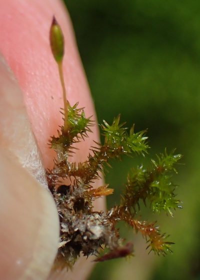 Macrocoma pulchella, photographed by Nicola van Berkel