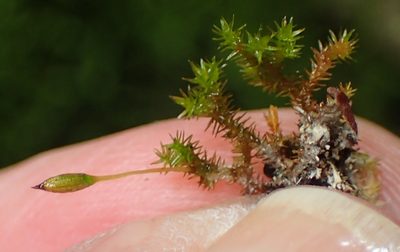 Macrocoma pulchella, photographed by Nicola van Berkel