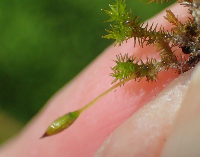 Macrocoma pulchella, photographed by Nicola van Berkel