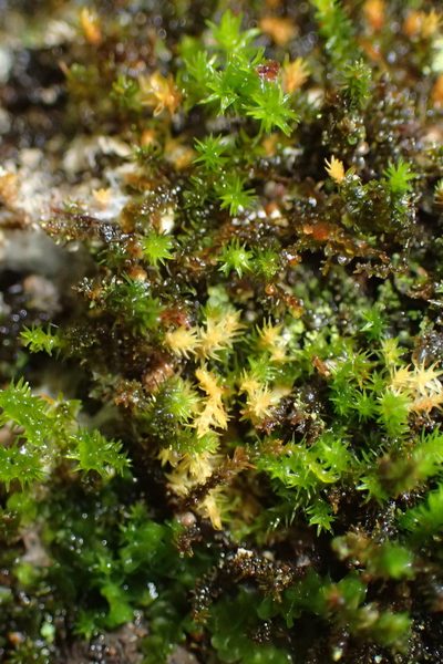 Macrocoma pulchella, photographed by Nicola van Berkel