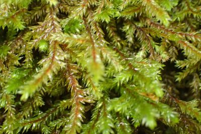 Pterobryopsis hoehnelii, photographed by Nicola van Berkel