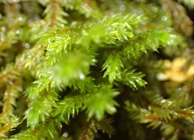 Pterobryopsis hoehnelii, photographed by Nicola van Berkel