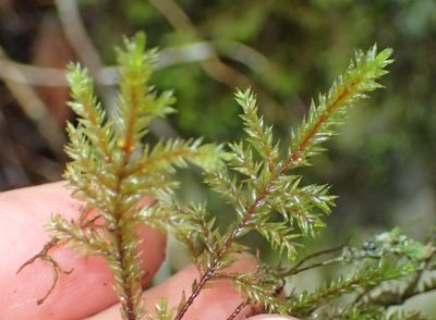 Pterobryopsis hoehnelii, photographed by Nicola van Berkel