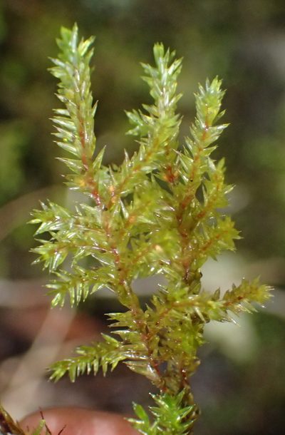 Pterobryopsis hoehnelii, photographed by Nicola van Berkel