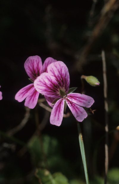 Pelargonium pseudosetulosum, photographed by Tom Lloyd Evans