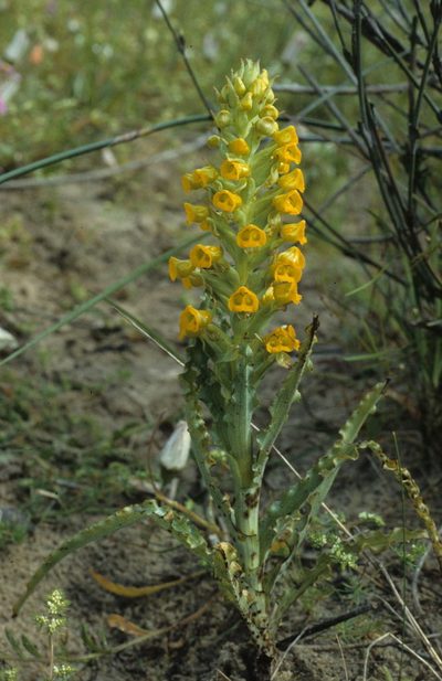 Corycium crispum, photographed by Tom Lloyd Evans