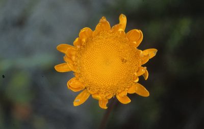 Cotula duckittiae, photographed by Tom Lloyd Evans