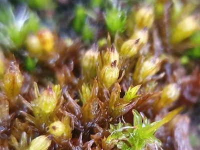 Orthotrichum cupulatum, photographed by Jonathan Hughes