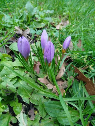 Crocus atticus, photographed by Giuseppe