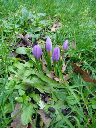 Crocus atticus, photographed by Giuseppe