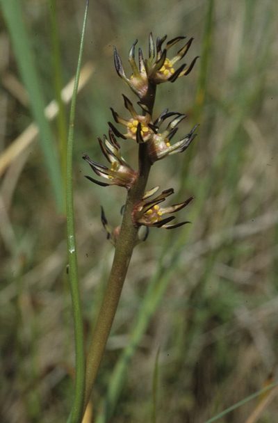 Wurmbea monopetala, photographed by Tom Lloyd Evans