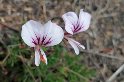 Pelargonium myrrhifolium, photographed by flamelily