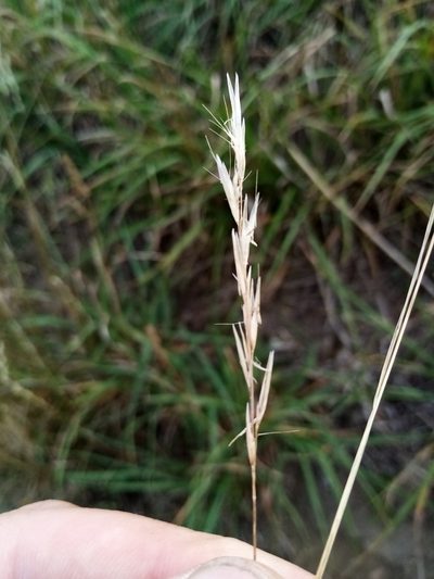 Rytidosperma clavatum, photographed by Joe Potter Butler