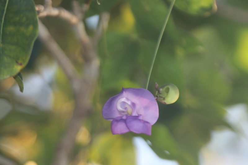Sigmoidotropis speciosa, photographed by Juan Cruzado Cortés