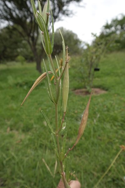 Asclepias mexicana, photographed by Leonardo O. Alvarado Cárdenas