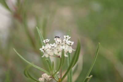 Asclepias mexicana, photographed by Leonardo O. Alvarado Cárdenas