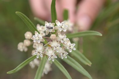 Asclepias mexicana, photographed by Leonardo O. Alvarado Cárdenas