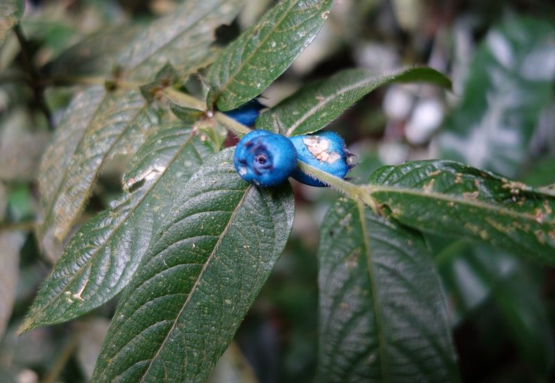 Lasianthus attenuatus, photographed by Jan Vršovský
