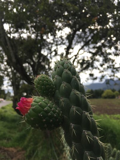 Austrocylindropuntia cylindrica, photographed by margaritarestrepou