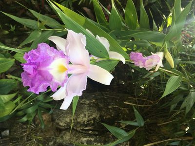 Sobralia macrantha, photographed by lisong