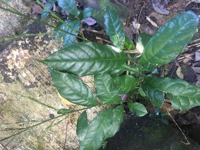Petiveria alliacea, photographed by lisong