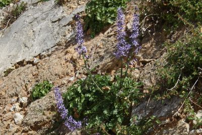 Petromarula pinnata, photographed by John Lyden