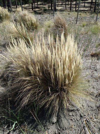 Pappostipa humilis, photographed by Nicolas Olejnik