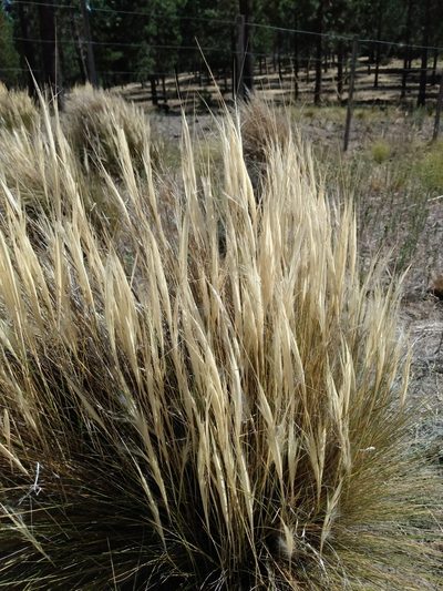 Pappostipa humilis, photographed by Nicolas Olejnik