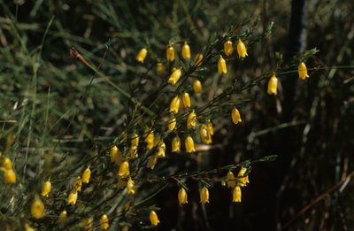 Erica campanularis, photographed by Tom Lloyd Evans
