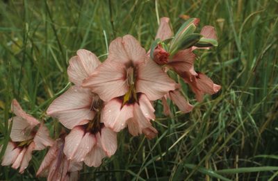 Gladiolus meliusculus, photographed by Tom Lloyd Evans