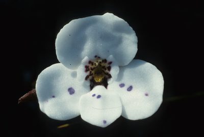 Disa fasciata, photographed by Tom Lloyd Evans
