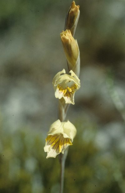 Gladiolus jonquilodorus, photographed by Tom Lloyd Evans