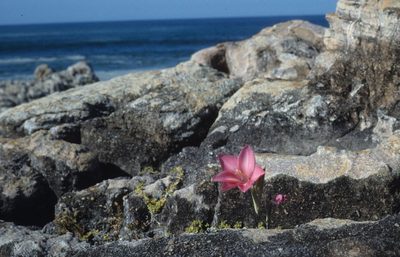 Gladiolus carmineus, photographed by Tom Lloyd Evans