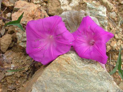 Ipomoea elongata, photographed by Leonardo O. Alvarado Cárdenas