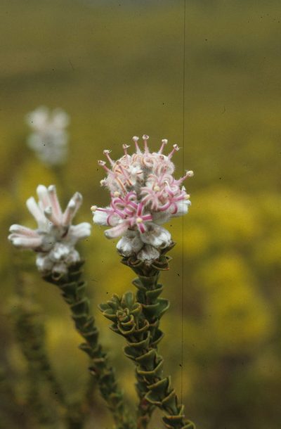 Paranomus adiantifolius, photographed by Tom Lloyd Evans