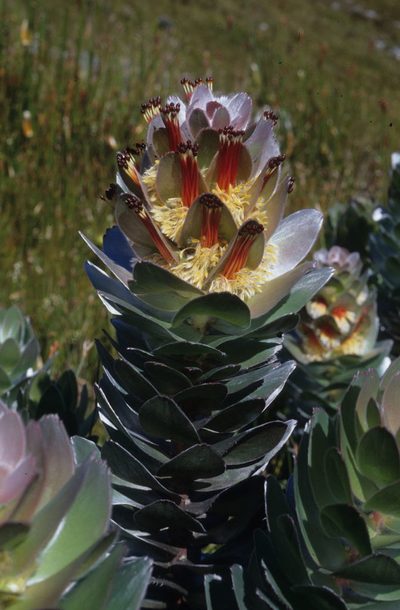 Mimetes hottentoticus, photographed by Tom Lloyd Evans