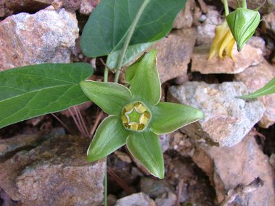 Gonolobus uniflorus, photographed by Leonardo O. Alvarado Cárdenas