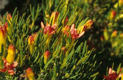 Penaea retzioides, photographed by Tom Lloyd Evans