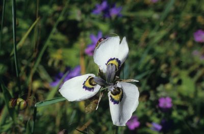 Moraea aristata, photographed by Tom Lloyd Evans