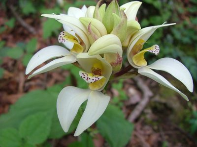 Govenia utriculata, photographed by Leonardo O. Alvarado Cárdenas