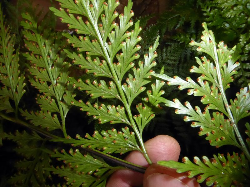 Asplenium gibberosum, photographed by Peter de Lange