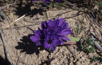 Codonorhiza azurea, photographed by Tom Lloyd Evans